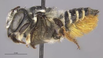 Media type: image;   Entomology 16256 Aspect: habitus lateral view